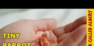 The Smallest Parrot you’ve ever seen – Tiny egg hatching #2