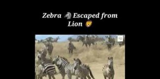 Zebra 🦓 escaped from lion 🦁 Wild Animal videos | Animal Hunt