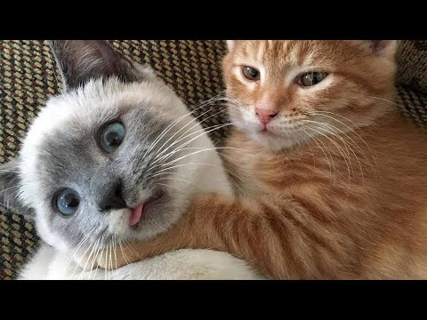 😂 Funniest Cats and Dogs Videos 😺🐶 || 🥰😹 Hilarious Animal Compilation №187