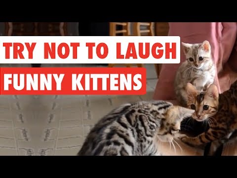 99% Lose this TRY NOT TO LAUGH Challenge – Funny Kittens Video