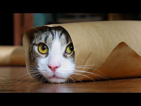 Funny Cats Compilation (Most Popular) Part 2