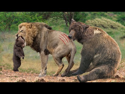 Too Brave! Grizzly Bear Risked His Life Attack Lion King To Save His Baby – Puma vs Bear, Tiger