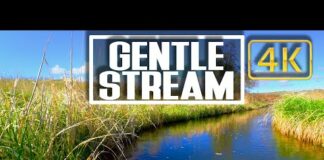 4K 8hr – Gentle Stream Water & Birds Sounds for Sleeping in Montana – Mediation Calm & Stress Relief