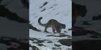 #Stunning #footage of a rare #leopard #captured at the #snowmountains of #Raminji #northernareas