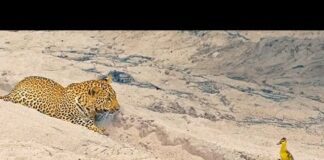 Innocent Baby Bird Walks up to Leopard – Crazy Ending