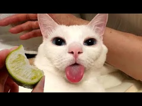 1 HOUR FUNNY CATS COMPILATION 2022😂| Crazy and Funny Cat Videos😸 !