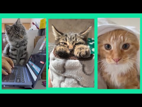 15 minutes of funny cat behavior / No music, just lovely cats sounds