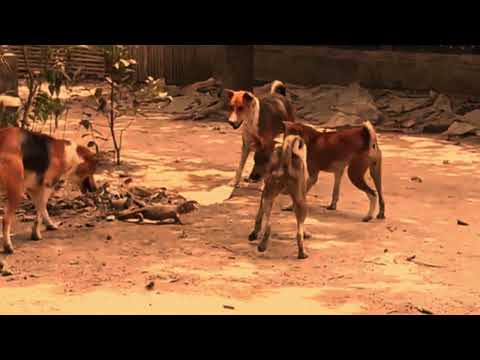 Dogs Attack The Komodo Dragon