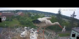 Stork kills chick – A kis fióka szelektálása – Jasienia /polish, lengyel/ – 2021.06.04 @TamasBirds