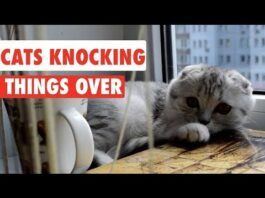 Cats Knocking Things Over | Funny Cat Compilation