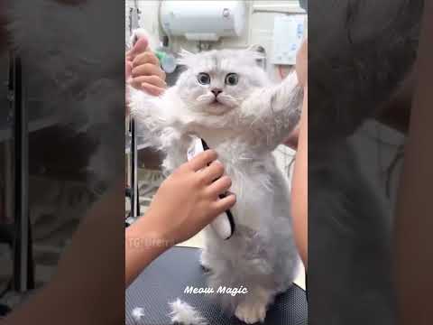 Funny cat meme compilation #viral  #funnycats #funny #funnypets