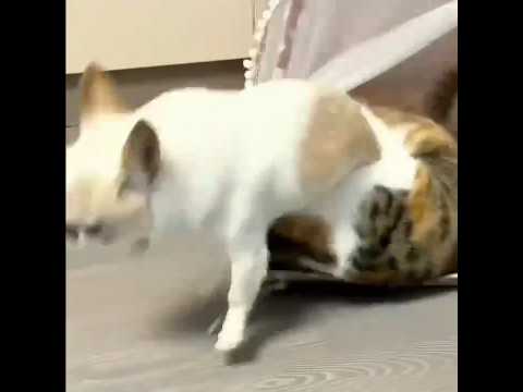 animals 🥰cat& dog fight 🤣 #cat #dog #fight #shorts #youtubeshorts