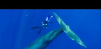 The Best Whale Moments Captured on Film | Top 5 | BBC Earth