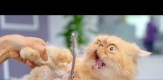 Cute and funny cat´s grooming!😻🛁✂️❤️