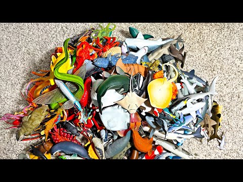 Entire Sea Animals Collection – Shark, Whale, Dolphin, Crab, Lobster, Seal, Walrus, Jelly Fish, Ray