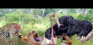The Brave Ostrich Fights Cheetah, Hyenas, and the Lion To Protect Baby Birds- Ostrich’s Harsh Life