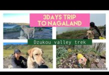 Dzukou valley trekking || Northeast || Nagaland || DogMom
