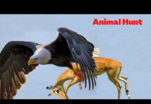Wild life Attack videos | Sea Life octopus 🐙 and Eagle | Animal Hunt