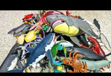 Entire Sea Animals Collection – Shark, Whale, Dolphin, Turtle, Crab, Squid, Dugong, Eel, Fish
