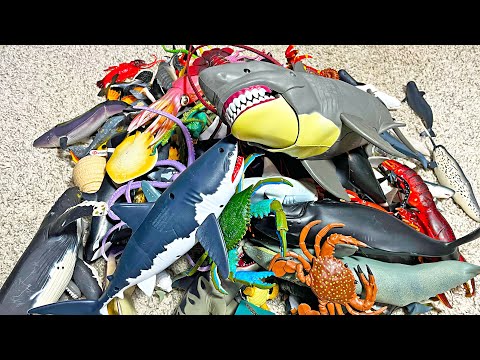 Entire Sea Animals Collection – Shark, Whale, Dolphin, Turtle, Crab, Squid, Dugong, Eel, Fish