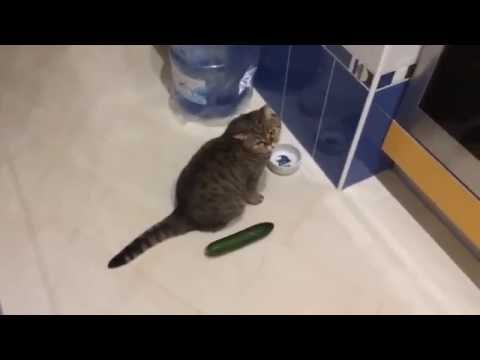 Funny cats scared of cucumbers – cat vs cucumber compilation