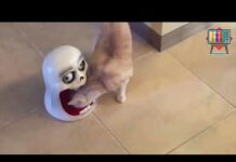 TRY NOT TO LAUGH CLEAN :) FUNNY CATS FAIL VIDEOS – LAUGH OUT LOUD :) #3