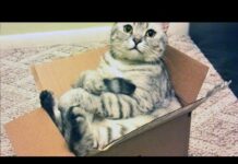 Cats love boxes – Funny cat compilation