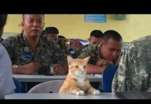 When cats rule the world | Funny Cat and Human 😂