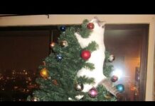 Cat and christmas tree ? NOT A GOOD IDEA – Funny CAT videos