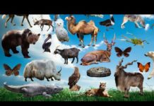 Naughty Farm Animal Moments Dog, Lion, Cat, Elephant, Monkey,  Raccoon, Pig,  Rhino, Bat, Horse