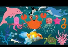 WATER ANIMALS Names and Sounds : – Penguin, Dolphin, Seal, Whale, Fish, Jellyfish, Turtles, Shark.