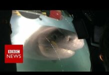 Blue Planet II behind the scenes: The moment giant sharks attack crew submarine  – BBC News
