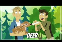 Wild kratts – Deer buckaroo! – Full episode – HD – KRATTS SÉRIES