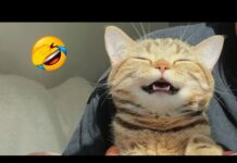 2 HOUR FUNNY CATS COMPILATION 2023😂| Best Funny Cat Videos 😸 ! #11