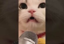 cute cat singing song 😻 #shorts #cat #trending