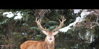 Monarch with red deer stags foraging in Cairngorms, Braemar, Scotland during heavy snow in Feb 2021