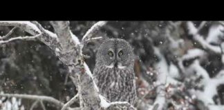 Great Grey Owl – Winter Wonderland