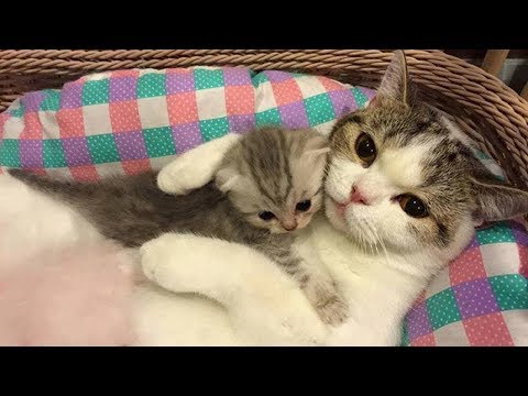 Mother Cat and Cute Kittens – Best Family Cats Comilation 2018