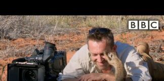 Magic meerkat moments – BBC