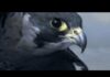 Peregrine Falcon Sky Dive – Inside the Perfect Predator – BBC