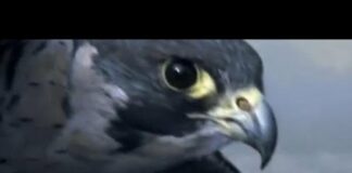 Peregrine Falcon Sky Dive – Inside the Perfect Predator – BBC