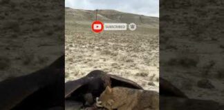 Dangerous Eagle 🦅 Attacking Fox 🦊 #shorts #viral #short #youtubeshorts