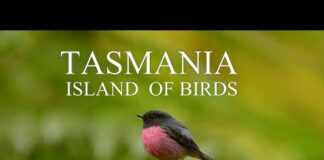 AUSTRALIA DOCUMENTARY 4K / TASMANIA Birds and Wildlife / Tasmania Island of Birds. #DiscoverTasmania