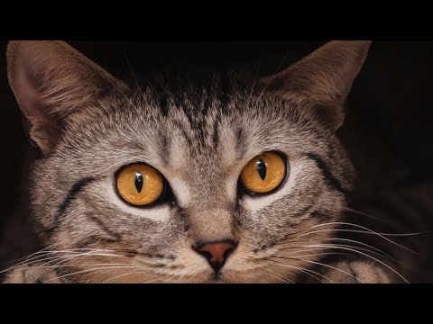 2 HOUR FUNNY CATS COMPILATION 2023😂 Cute and Funny Cat Videos to Keep You Smiling! 😻 #33