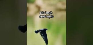 5 Fastest Birds In The World #shorts