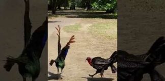 PEACOCK VS TURKEY FIGHT #shorts #peacock #fight #turkey #wildlife #slowmo #birds #wild #fighting