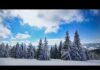 Free Background videos snow covered pine trees on a sunny day