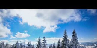 Free Background videos snow covered pine trees on a sunny day