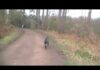 Dog Walk round Delemere Forest