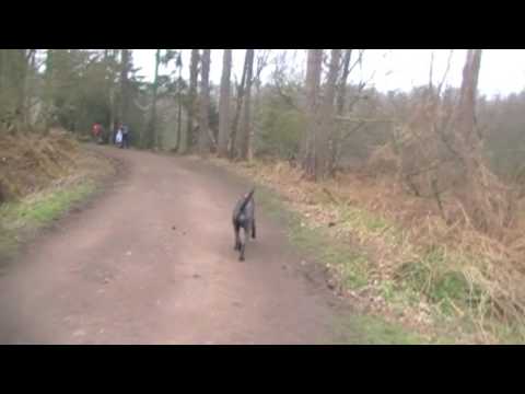 Dog Walk round Delemere Forest